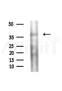 FST Antibody - Western blot analysis of extracts from B16F10-LUC cells(LPS,4h treatment), using FST Antibody at 1/1000 dilution.