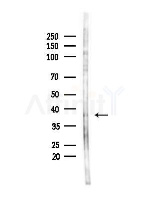FST Antibody - Western blot analysis of lysates from B16F10-LUC cells(LPS,4h treatment), using FST Antibody at 1/1000 dilution.