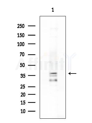 GRPR Antibody - Western blot analysis of extracts from K562 cells, using GRPR Antibody at 1/1000 dilution.