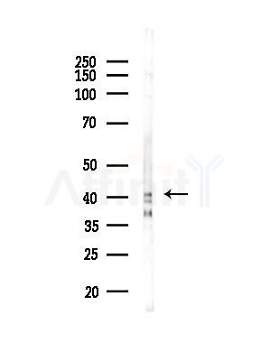 GRPR Antibody - Western blot analysis of lysates from K562 cells, using GRPR Antibody at 1/1000 dilution.