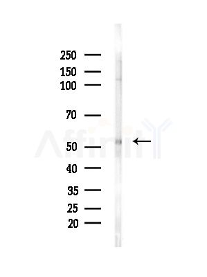 GLRA1 Antibody - Western blot analysis of lysates from Mouse brain, using GLRA1 Antibody at 1/1000 dilution.