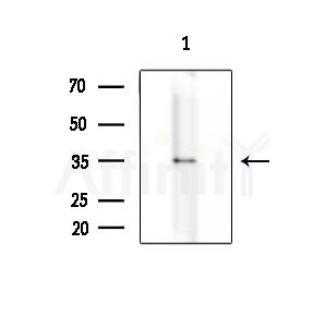 UTS2R Antibody - Western blot analysis of extracts from K562 cells, using UTS2R Antibody at 1/1000 dilution.