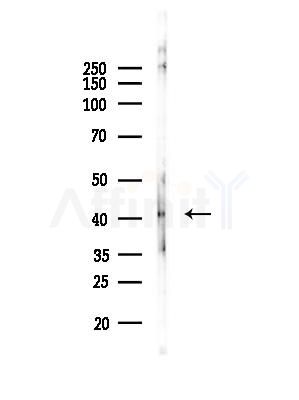 UTS2R Antibody - Western blot analysis of lysates from K562 cells, using UTS2R Antibody at 1/1000 dilution.