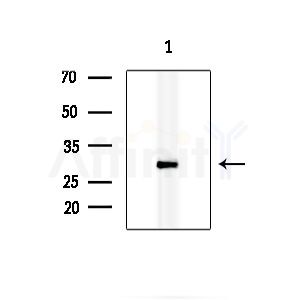 HOXC8 Antibody - Western blot analysis of extracts from K562 cells, using HOXC8 Antibody at 1/1000 dilution.