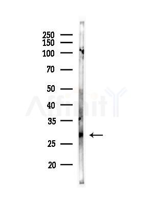 HOXC8 Antibody - Western blot analysis of lysates from K562 cells, using HOXC8 Antibody at 1/1000 dilution.