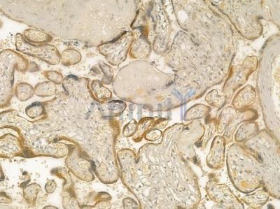 KISS1 Antibody - DF7133 at 1/100 staining human normal placenta tissue by IHC-P.