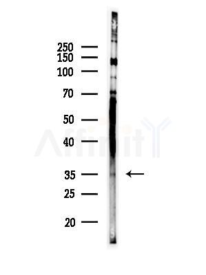 MC5R Antibody - Western blot analysis of lysates from K562 cells, using MC5R Antibody at 1/1000 dilution.