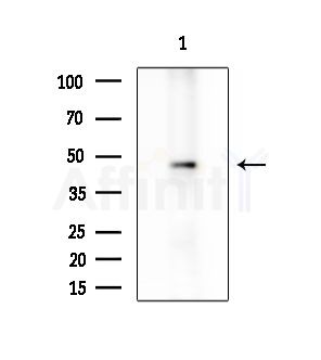 MMP11 Antibody - Western blot analysis of extracts from Mouse brain, using MMP11 Antibody at 1/1000 dilution.