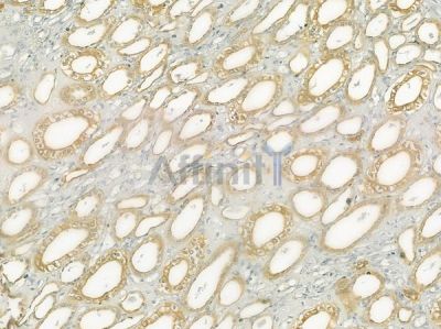 MMP11 Antibody - DF7153 at 1/100 staining human normal kidney tissue by IHC-P.