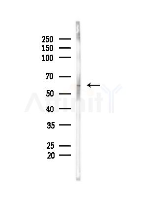 HCRTR2 Antibody - Western blot analysis of lysates from Mouse brain, using HCRTR2 Antibody at 1/1000 dilution.