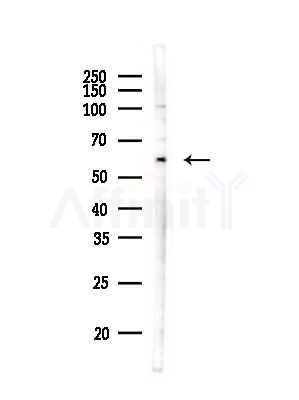 HCRTR2 Antibody - Western blot analysis of lysates from RAW264.