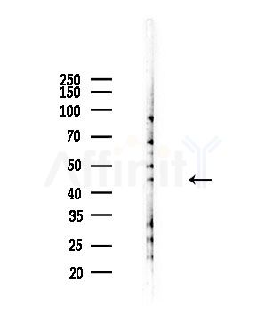 P2RY4 Antibody - Western blot analysis of lysates from Hela cells(heat-shock,45min treatment), using P2RY4 Antibody at 1/1000 dilution.