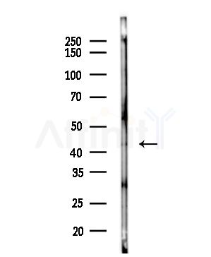 P2RY11 Antibody - Western blot analysis of lysates from COLO205 cells(heat-shock,45min treatment), using P2RY11 Antibody at 1/1000 dilution.