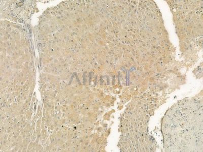 P2RY11 Antibody - DF7164 at 1/100 staining human normal liver tissue by IHC-P.