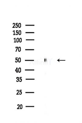 PDK4 Antibody - Western blot analysis of lysates from Rat brain, using PDK4 Antibody at 1/1000 dilution.