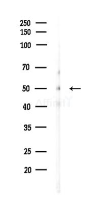 PDK4 Antibody - Western blot analysis of lysates from Mouse testis, using PDK4 Antibody at 1/1000 dilution.