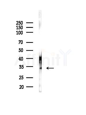PDX1 Antibody - Western blot analysis of lysates from RAW264.