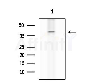 TCF7 Antibody - Western blot analysis of extracts from K562 cells, using TCF7 Antibody at 1/1000 dilution.