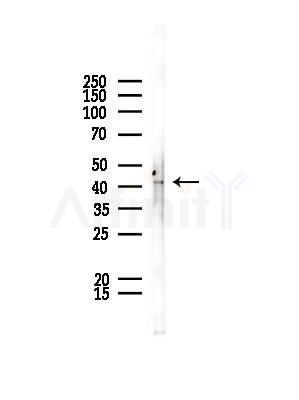 TCF7 Antibody - Western blot analysis of lysates from EC304 cells, using TCF7 Antibody at 1/1000 dilution.