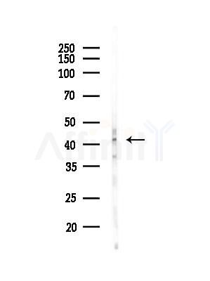 TCF7 Antibody - Western blot analysis of lysates from K562 cells, using TCF7 Antibody at 1/1000 dilution.