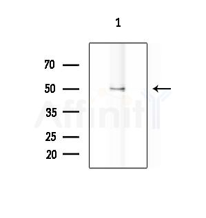 TRIM63 Antibody - Western blot analysis of extracts from K562 cells, using TRIM63 Antibody at 1/1000 dilution.