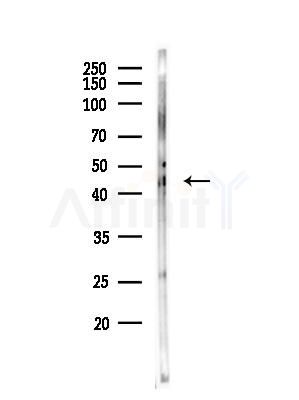 TRIM63 Antibody - Western blot analysis of lysates from K562 cells, using TRIM63 Antibody at 1/1000 dilution.