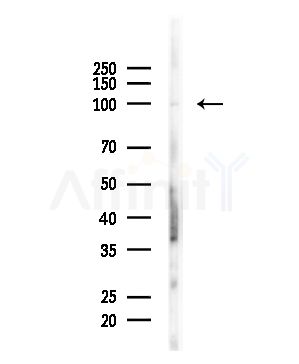 MYSM1 Antibody - Western blot analysis of lysates from Mouse brain, using MYSM1 Antibody at 1/1000 dilution.