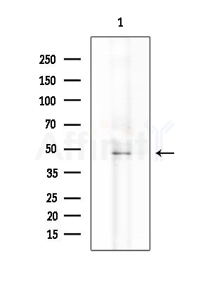 SCTR Antibody - Western blot analysis of extracts from Rat liver, using SCTR Antibody at 1/1000 dilution.