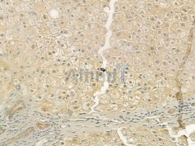 SCTR Antibody - DF7201 at 1/100 staining human normal liver tissue by IHC-P.