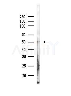 SCTR Antibody - Western blot analysis of lysates from Rat liver, using SCTR Antibody at 1/1000 dilution.