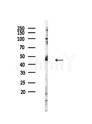 CSF2RA Antibody - Western blot analysis of lysates from RAW264.
