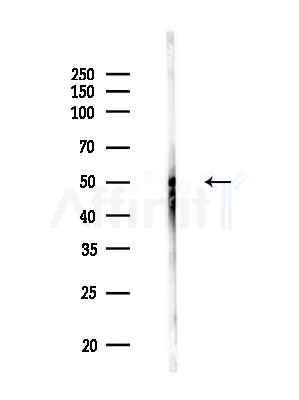 TUBA4A  Antibody - Western blot analysis of lysates from Mouse testis, using TUBA4A  Antibody at 1/1000 dilution.
