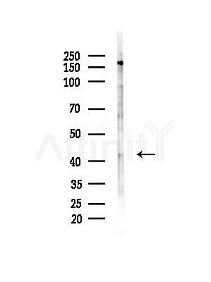 KMT5A Antibody - Western blot analysis of lysates from Hela cells(LPS,4h treatment), using KMT5A Antibody at 1/1000 dilution.