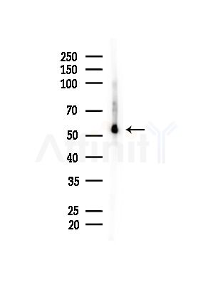 Nono Antibody - Western blot analysis of lysates from Mouse brain, using Nono Antibody at 1/1000 dilution.