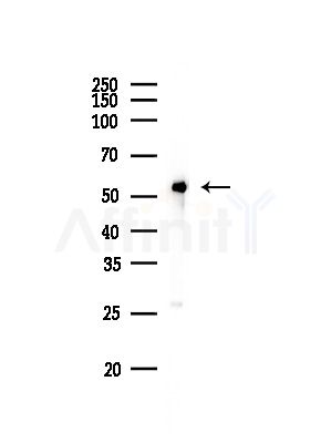 Nono Antibody - Western blot analysis of lysates from RAW264.