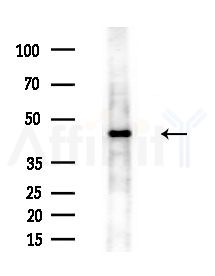 EIF4A1 Antibody - Western blot analysis of extracts from Mouse testis, using EIF4A1 Antibody at 1/1000 dilution.