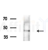 EIF4A1 Antibody - Western blot analysis of extracts from Rat liver, using EIF4A1 Antibody at 1/1000 dilution.