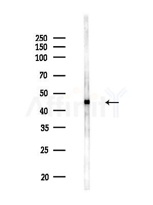 EIF4A1 Antibody - Western blot analysis of lysates from Mouse testis, using EIF4A1 Antibody at 1/1000 dilution.
