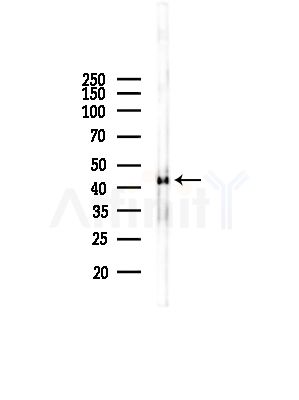 AHCY Antibody - Western blot analysis of lysates from Rat liver, using AHCY Antibody at 1/1000 dilution.