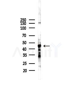 AHCY Antibody - Western blot analysis of lysates from COLO205 cells(UV,30min treatment), using AHCY Antibody at 1/1000 dilution.