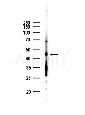 AHCY Antibody - Western blot analysis of lysates from Mouse lung, using AHCY Antibody at 1/1000 dilution.