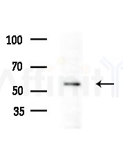 ATL1 Antibody - Western blot analysis of extracts from RAW264.
