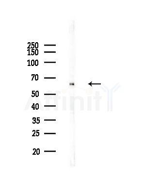 ATL1 Antibody - Western blot analysis of lysates from RAW264.