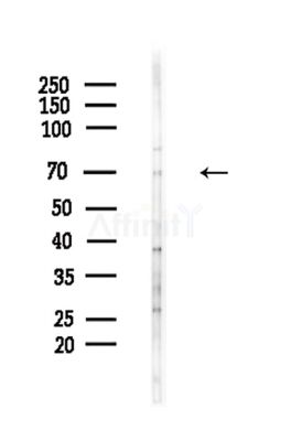 C10orf2 Antibody - Western blot analysis of lysates from Hela cells(LPS,4h treatment), using C10orf2 Antibody at 1/1000 dilution.
