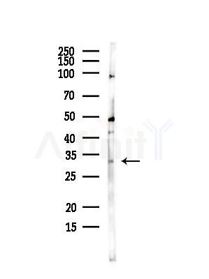CHRNA1 Antibody - Western blot analysis of lysates from Mouse brain, using CHRNA1 Antibody at 1/1000 dilution.