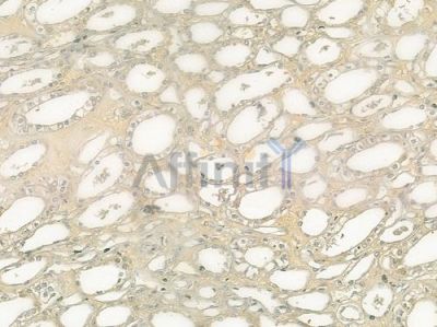 DAO Antibody - DF7266 at 1/100 staining human normal kidney tissue by IHC-P.