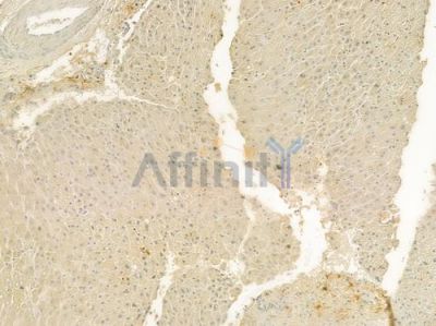KLKB1 Antibody - DF7271 at 1/100 staining human normal liver tissue by IHC-P.