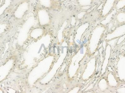 PDZK1 Antibody - DF7273 at 1/100 staining human normal kidney tissue by IHC-P.