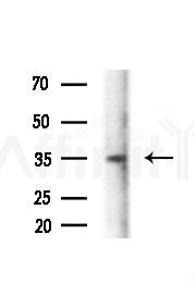 BPI Antibody - Western blot analysis of extracts from Mouse brain, using BPI Antibody at 1/1000 dilution.
