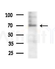 HADHA Antibody - Western blot analysis of lysates from RAW264.